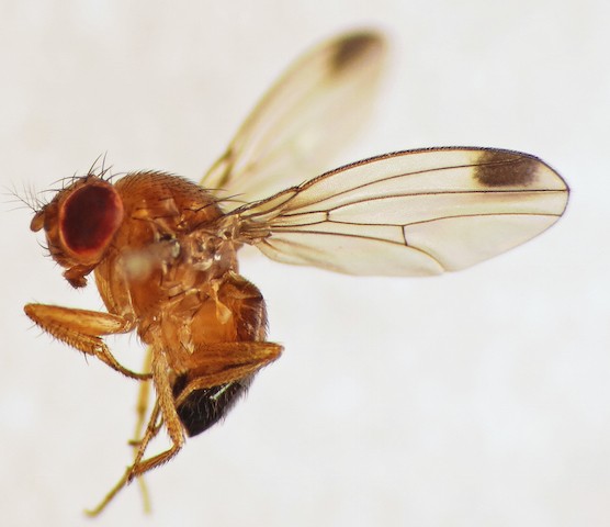 Estudio USDA-ARS: Azúcares no nutritivas serían eficaces para combatir la Drosophila suzukii