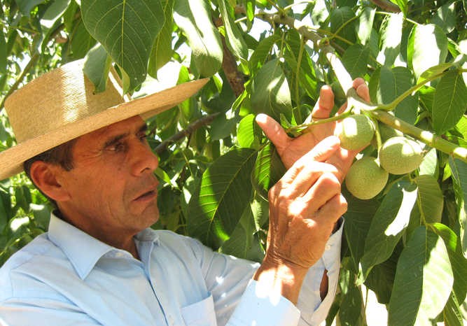 En contexto de cambio climático Evalúan estrategias para procurar rendimiento del nogal con menor disponibilidad de agua