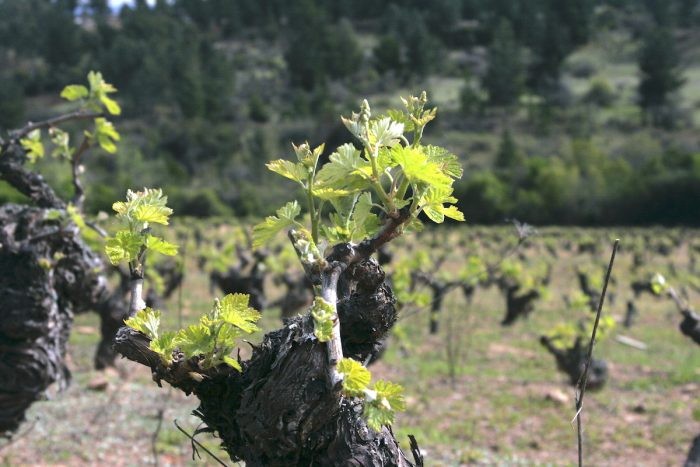 Una decada rescatando la cepa Carignan en Chile