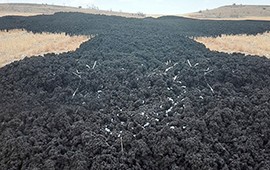 Modifican las exigencias para el tratamiento de lodos de Plantas de Tratamiento de Efluentes de la Industria Procesadora de Frutas y Hortalizas