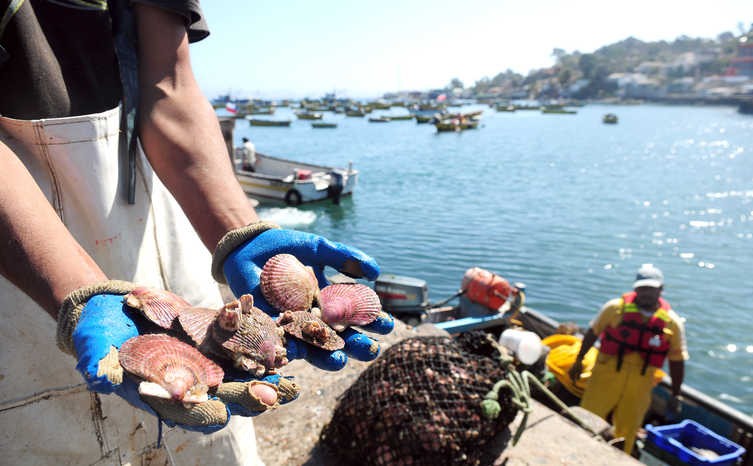Pescadores artesanales de Tongoy viven dura crisis en los cultivos del ostión
