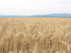 Molienda de trigo de la Región del Biobío disminuyó 10,8% en septiembre