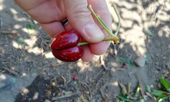 Científicos de la Región de O´Higgins identifican soluciones para anomalías en las cerezas