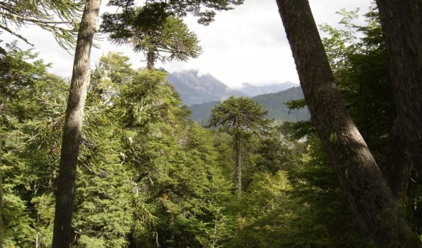 Conaf pública: requisito fundamental para detener la deforestación en Chile