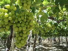 Región de Atacama pierde 1.000 hectáreas de cultivo en tres años: Uvas y Paltas las principales bajas