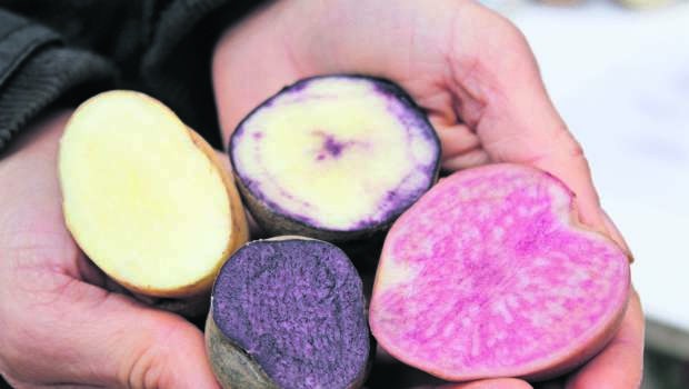 El mercado de las papas de colores: una mirada desde la investigación