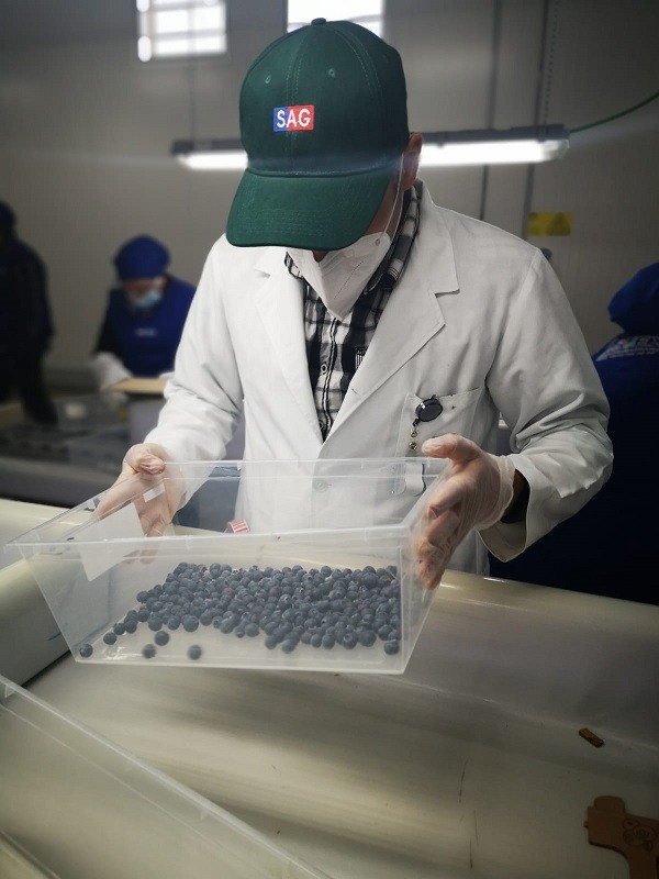 Se inicia nueva temporada de inspección en el Sitio SAG / USDA – APHIS / ASOEX de Cabrero