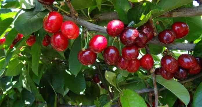 China: Cerezas chilenas se venden a buen precio en el país asiático