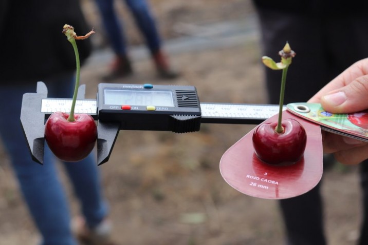 Avanza desarrollo de variedades de cerezas 100% chilenas para fortalecer el crecimiento y las exportaciones de esta industria nacional