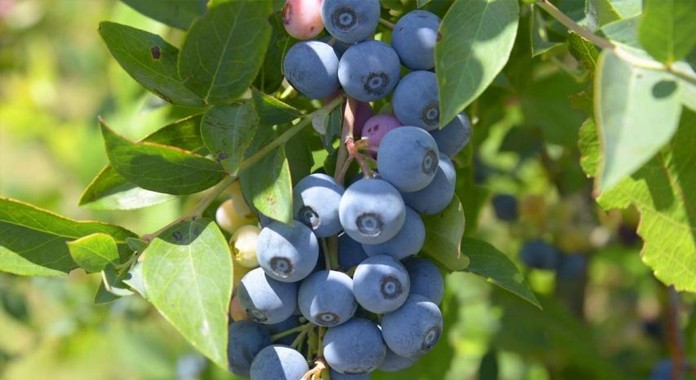 Chile: Productores de arándanos se adaptan a la falta de agua y de mano de obra