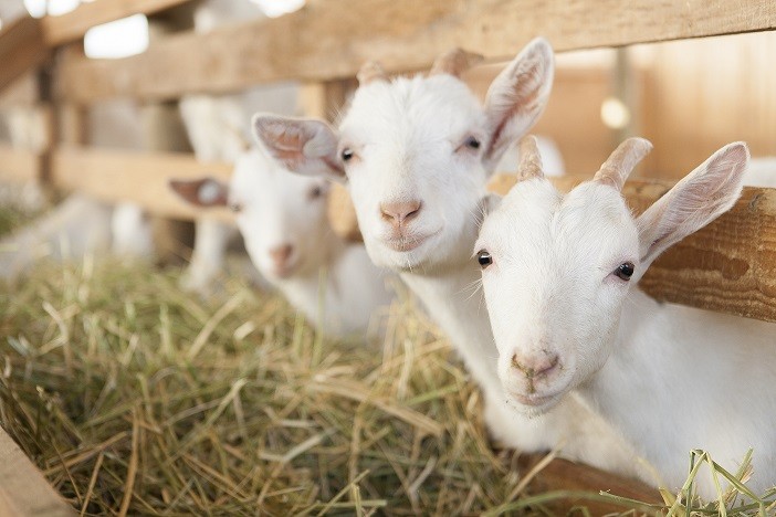 La nueva forma de producir lácteos, cuidando al animal y a su entorno