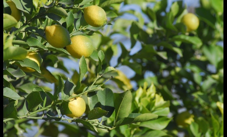 Exportaciones al alza por reapertura de mercados y promoción, cítricos marcan récord