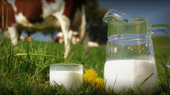 TDLC aprueba acuerdos entre las empresas y productores de leche