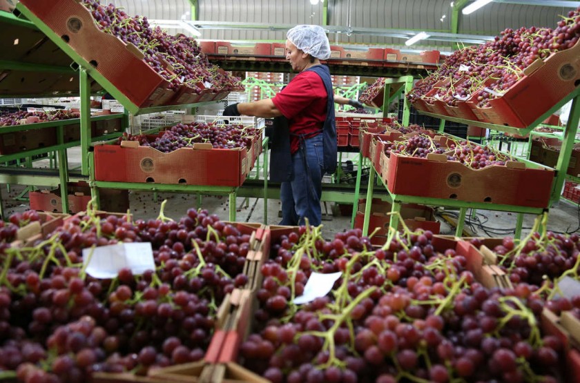 Se inician exportaciones de uva de mesa: volumen podría aumentar en un 29% respecto a 2020