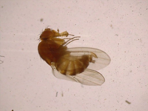 Continúa alerta por presencia de mosca de alas manchadas, “Drosophila suzukii” en la Región Metropolitana, una amenaza para la fruta de temporada