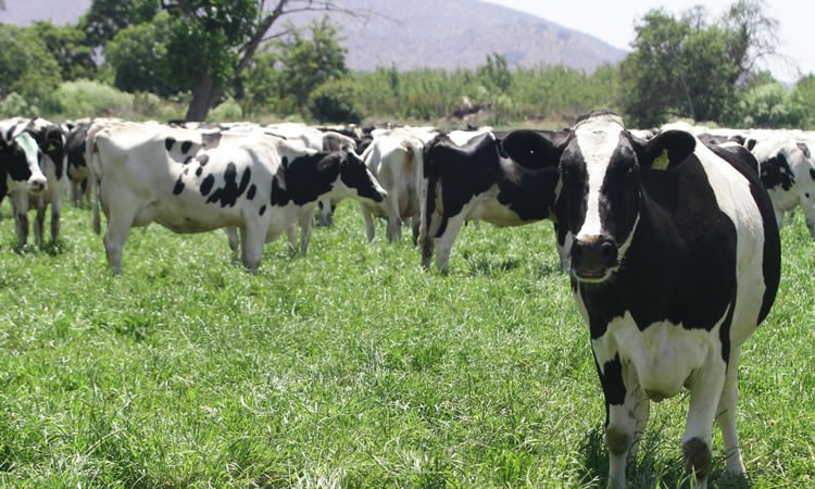 La recepción nacional de leche cruda registra a noviembre una variación leve