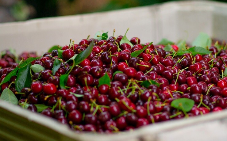 La investigación que ayudará a los productores chilenos de cereza a controlar los momentos de floración