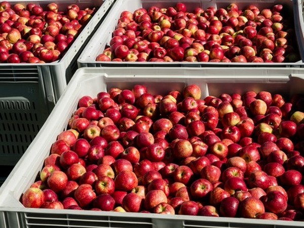 Las primeras manzanas chilenas Pazazz llegarán a Estados Unidos en junio