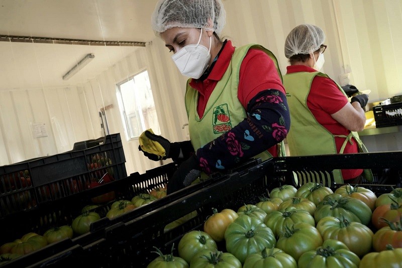 RESCATE DEL TOMATE LIMACHINO Y TECNIFICACIÓN DEL RIEGO: ÉNFASIS DE LA VISITA DEL DIRECTOR NACIONAL DE INDAP A REGIÓN DE VALPARAÍSO