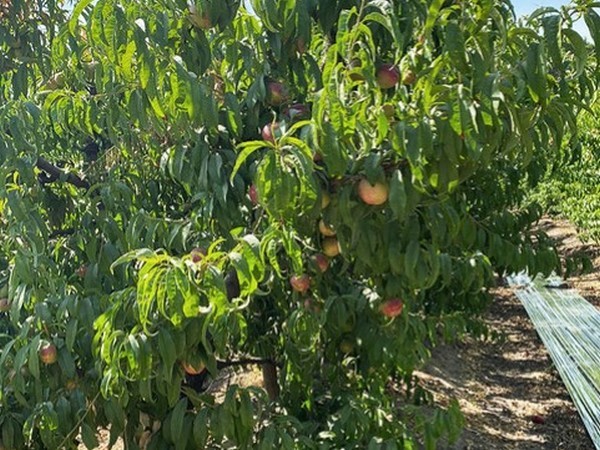 Vanguard International Actualización de la cosecha de nectarina chilena