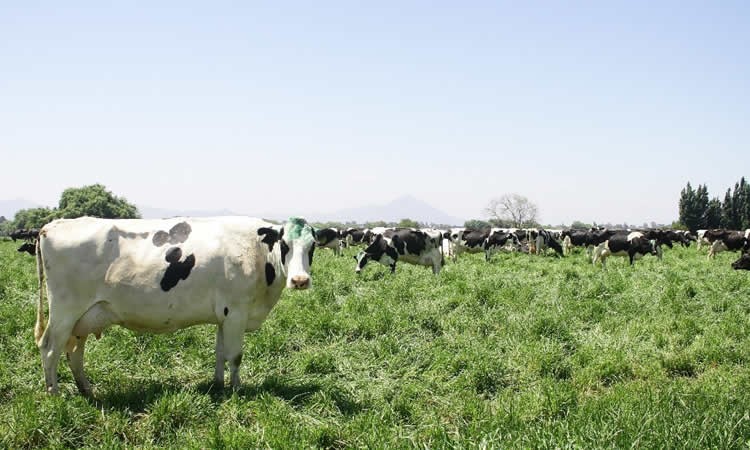Producción de leche mantiene un resultado mixto entre enero – noviembre, situación por región