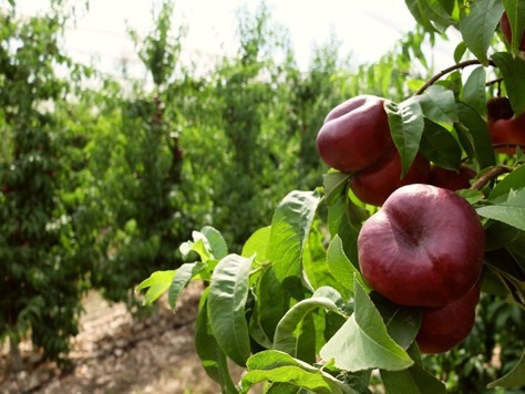 Chile: Este 2022 se realiza primera plantación de nectarines planos “Ondine”