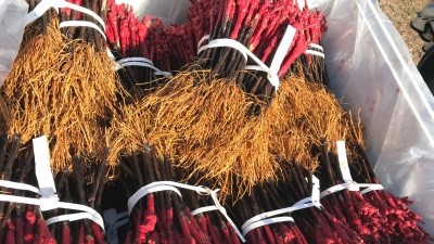 Chile ya cuenta con apertura del mercado de Brasil para plantas de vides