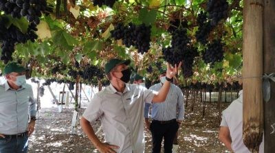 Embajador de EEUU, equipo técnico USDA-APHIS y APECO recorren huertos de uvas de mesa en miras de aprobación de Systems Approach