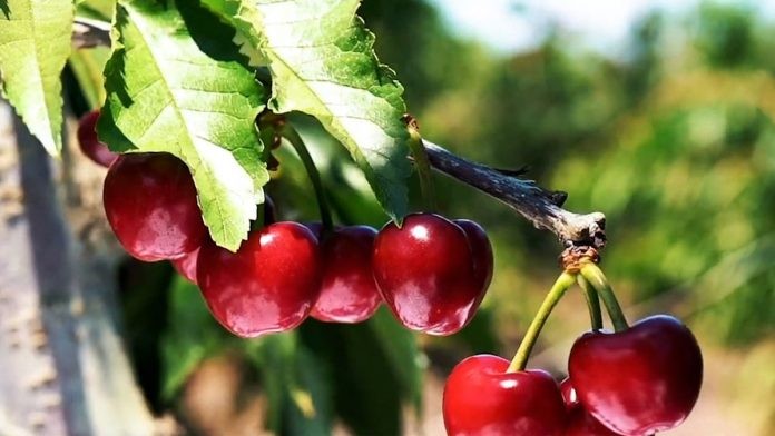 Año Nuevo Chino tiene a cerezas chilenas como protagonistas