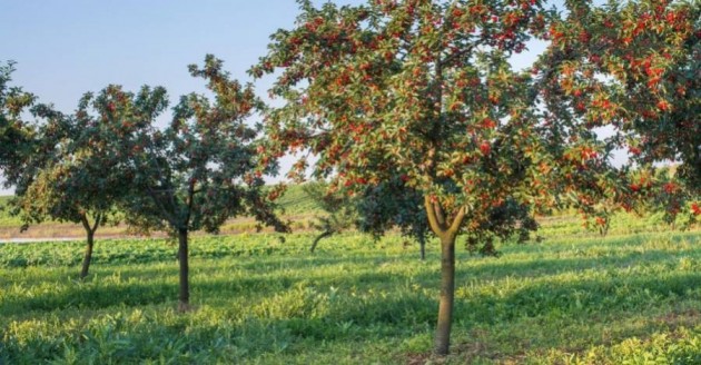 La fiebre de las cerezas: Chile cuadruplica en 10 años las hectáreas para exportarlas a China, en medio de la crisis hídrica
