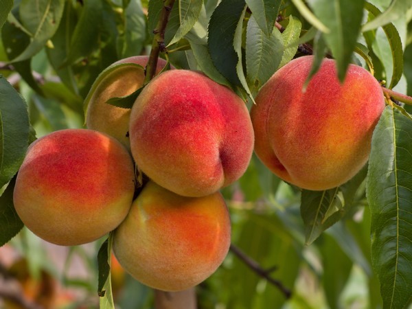 Estados Unidos: La alta demanda de fruta de hueso chilena se ve afectada por problemas logísticos de importación