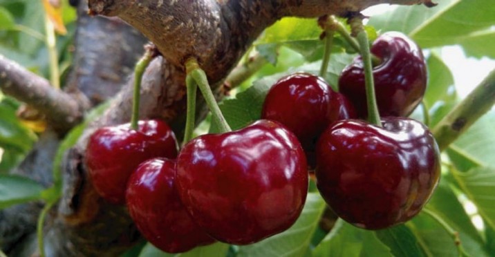 Cereza chilena se posiciona con fuerza en el mercado de Estados Unidos