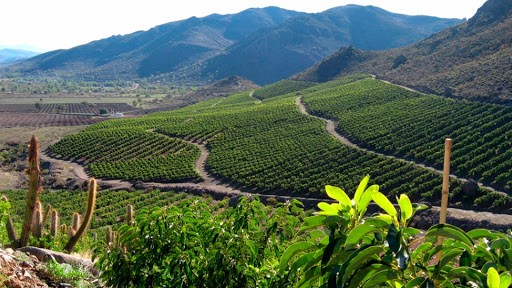 Organismo de ONU realiza primer estudio sobre el cultivo de paltos en Chile catalogándolo como positivo medioambiental y socialmente