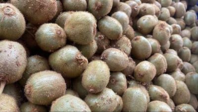 Comité del Kiwi denuncia que kiwis de raleo están siendo ofertados para exportación: Acción que catalogó como un engaño a los consumidores
