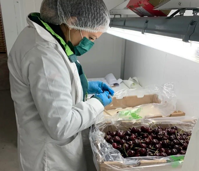 SAG Chile Chico finaliza temporada de cerezas con un aumento de 204, 9% en la producción de cerezas del valle de Chile Chico y Bahía Jara