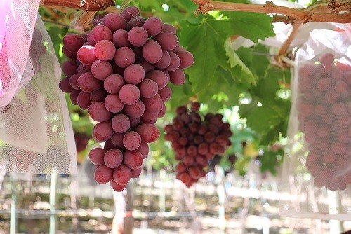 Consorcio Tecnológico de la Fruta de ASOEX da a conocer la primera variedad de uva de mesa roja 100% chilena