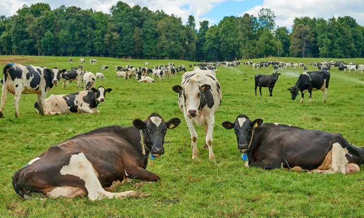 La recepción nacional de leche cruda resiente la sequía y el alza de costos, acumulando una caída de 0,3% al cierre de 2021