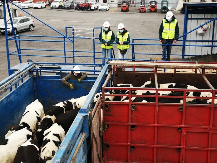 SAG Biobío certificó embarque de vaquillas en pie a China