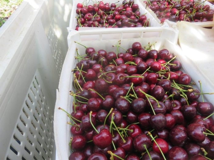 Más de 2400 toneladas de cerezas fueron exportadas desde Chile Chico