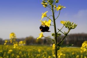 Problemas en la apicultura amenazan la producción de miel y otros rubros del agro
