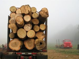 Reactivación económica post pandemia explica aumento de las exportaciones forestales