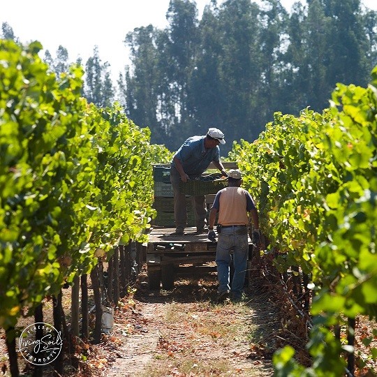 SE INICIA LA TEMPORADA DE VENDIMIA EN LOS VALLES DE CASABLANCA, COLCHAGUA Y EL MAULE