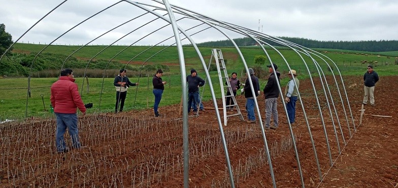 Agronomía UdeC lidera proyecto de Vitivinicultura en La Araucanía