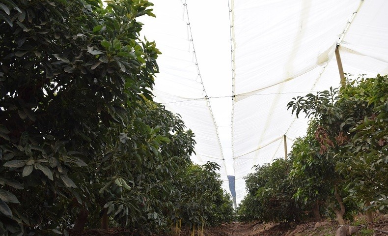 Un estudio demuestra que las paltas chilenas son sustentables y eficientes en el uso del agua