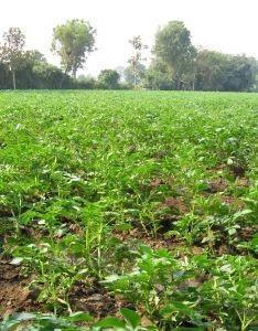 Intenciones de siembra de papas señalan leve baja en superficie para 2021/22