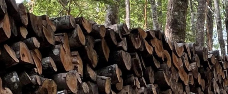 Bioenergía: oportunidades y desafíos de la biomasa forestal como biocombustible regulado