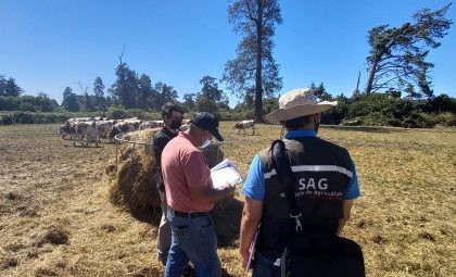 SAG supervisa ganado bovino a la espera de su exportación a Perú