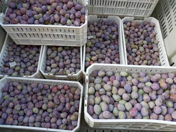 Las ciruelas chilenas entran en periodo de máxima oferta