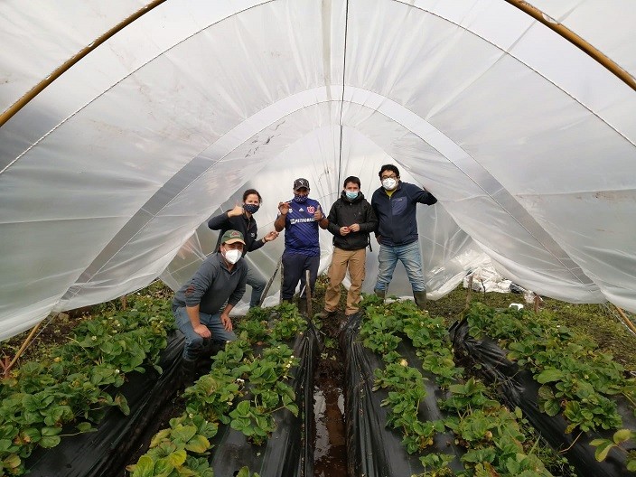 Programa de Frutales de INDAP: Pionero en implementar cultivo de Frutillas bajo Mesotunel en Caleta Andrade