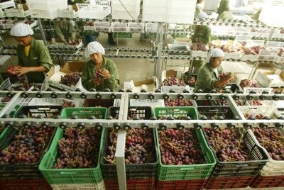 Perú: Última campaña exportadora de uva deja USD 1.373 millones